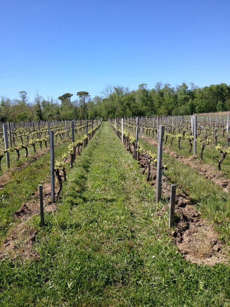 vignoble chateau haut baron