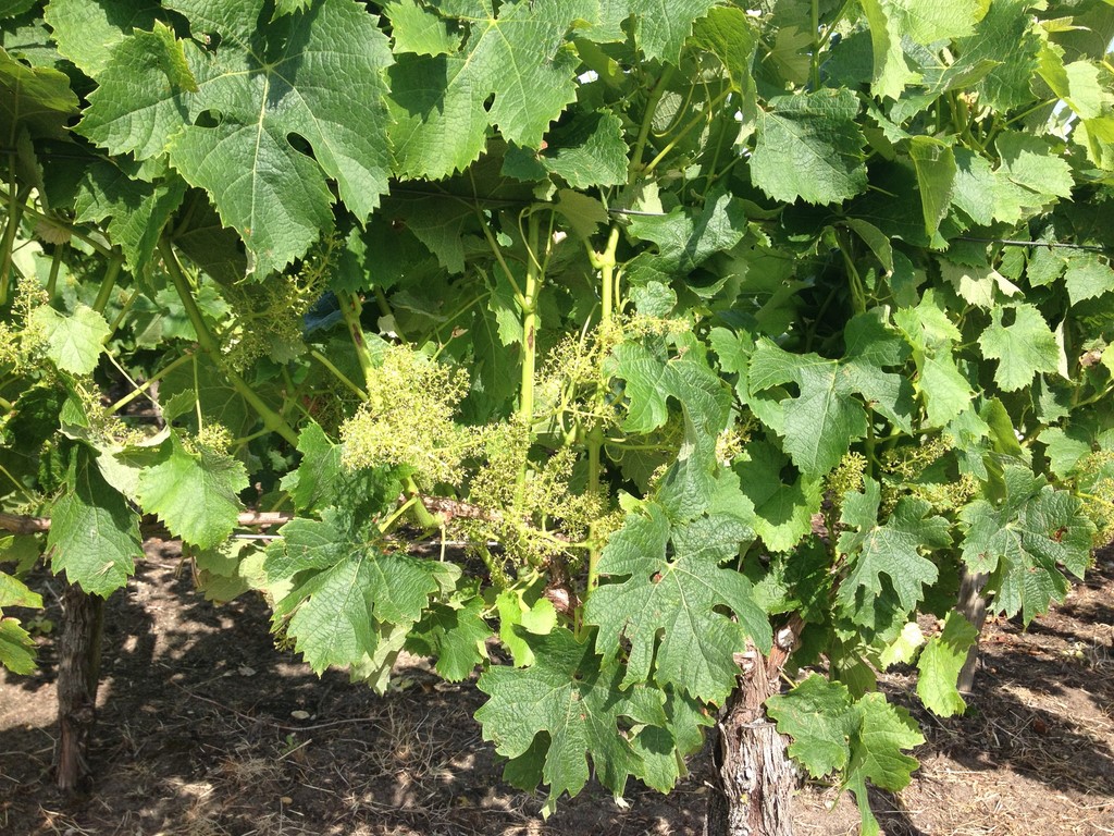 cep de vigne chateau haut baron